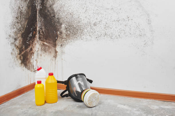 Best Mold Damage Repair  in Rosanky, TX