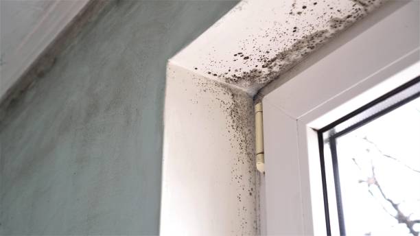Best Residential Mold Removal  in Rosanky, TX