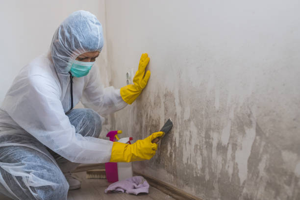 Best Fast Mold Removal  in Rosanky, TX