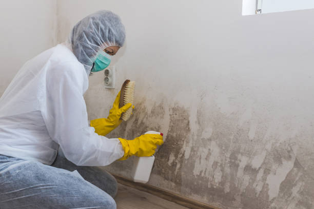 Best Fast Mold Removal  in Rosanky, TX