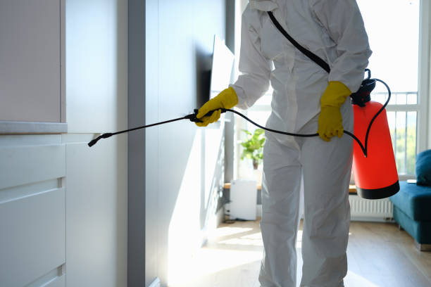Best Attic Mold Removal  in Rosanky, TX