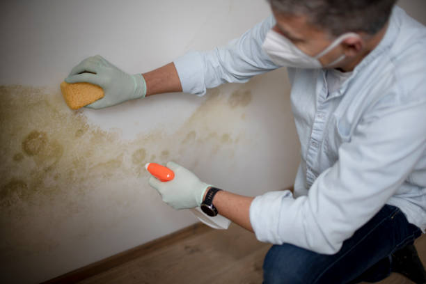 Best Mold Removal Company Near Me  in Rosanky, TX