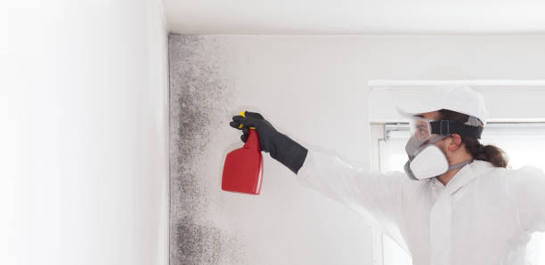 Best Office Mold Removal Services  in Rosanky, TX