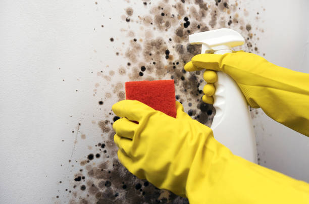 Best Mold Testing  in Rosanky, TX
