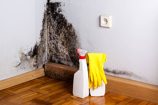 Best Mold Removal Near Me  in Rosanky, TX